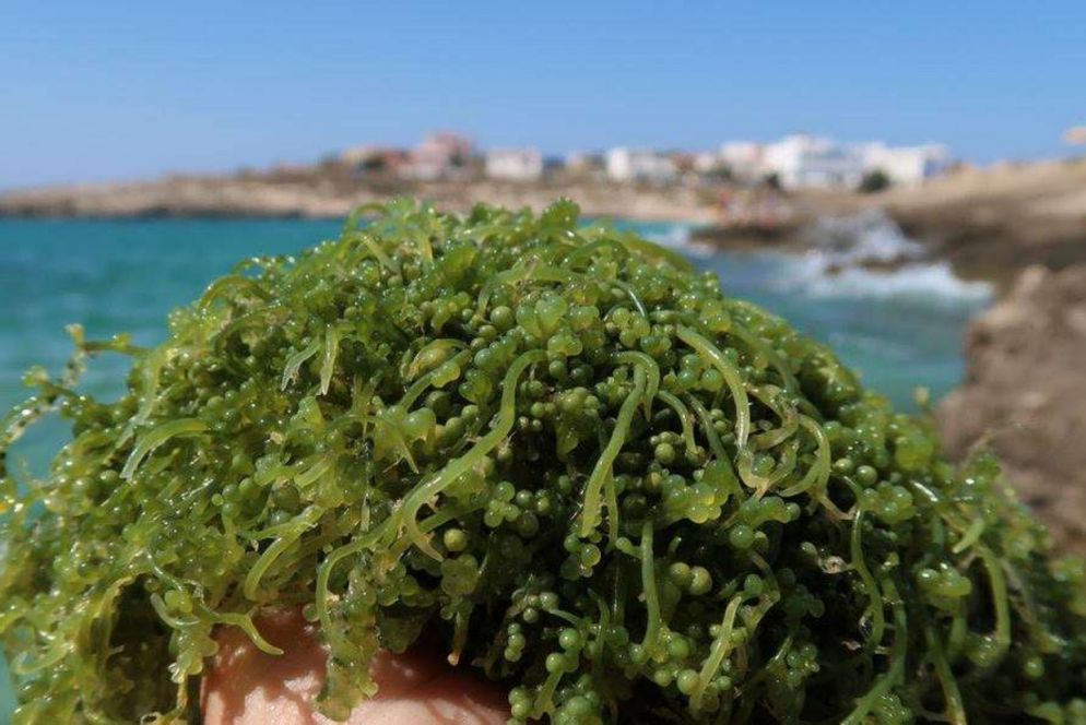 Caulerpa cylindracea (foto Ernesto Azzurro)