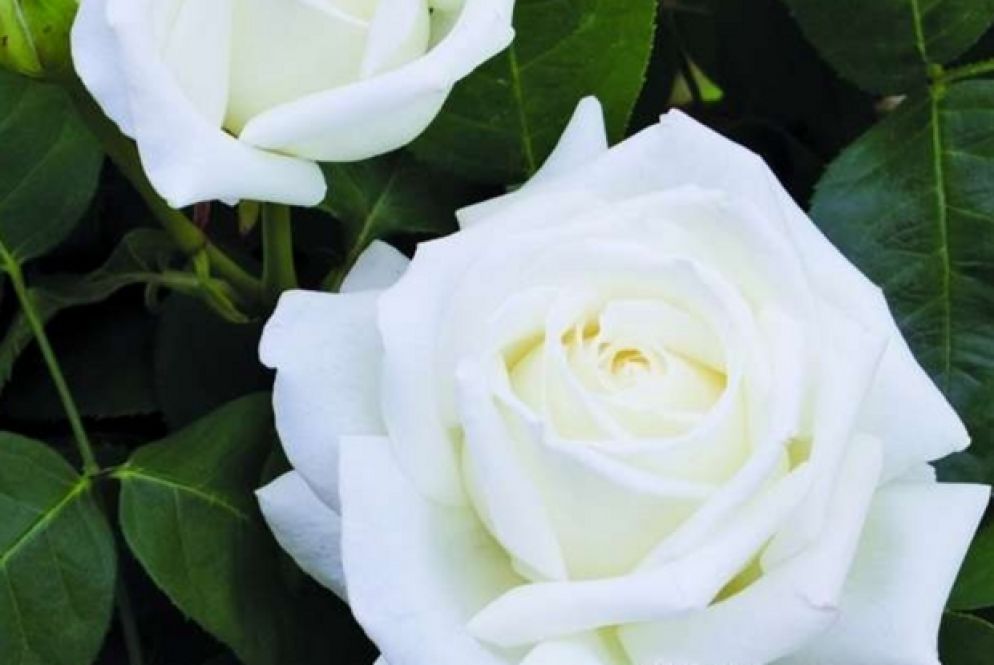 La rosa Giovanni Paolo II