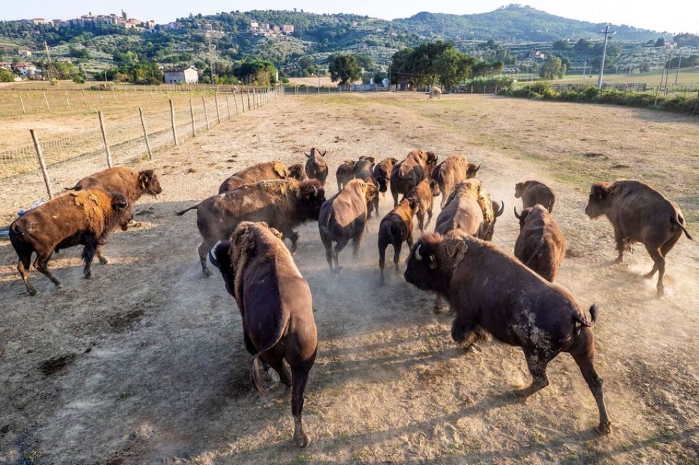 Oltre alla carne, del bisonte si usano le osse per fare oggetti, le pelli e anche la lana - Alberto Vissani