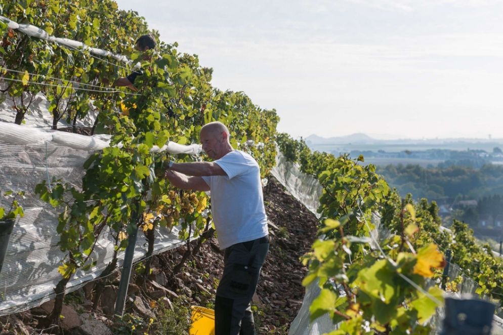 Vendemmia sul terril di Haillicourt - Pidz