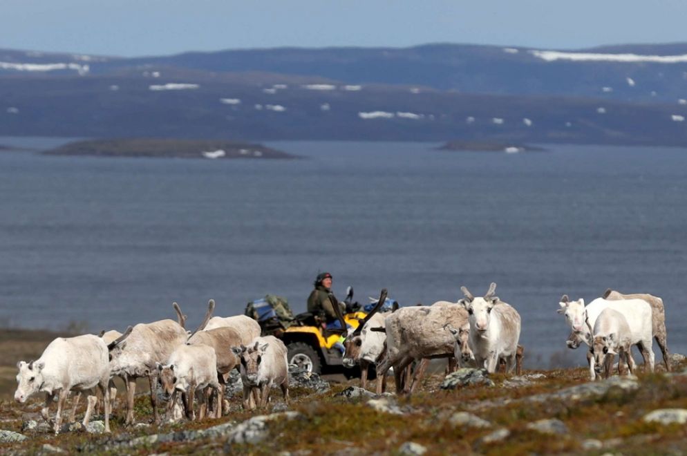 Un pastore sami porta al pascolo le renne in Norvegia - Reuters