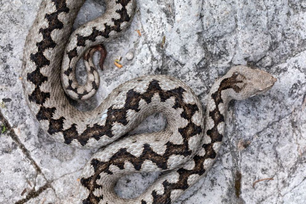 Vipera dal corno - Marco Colombo