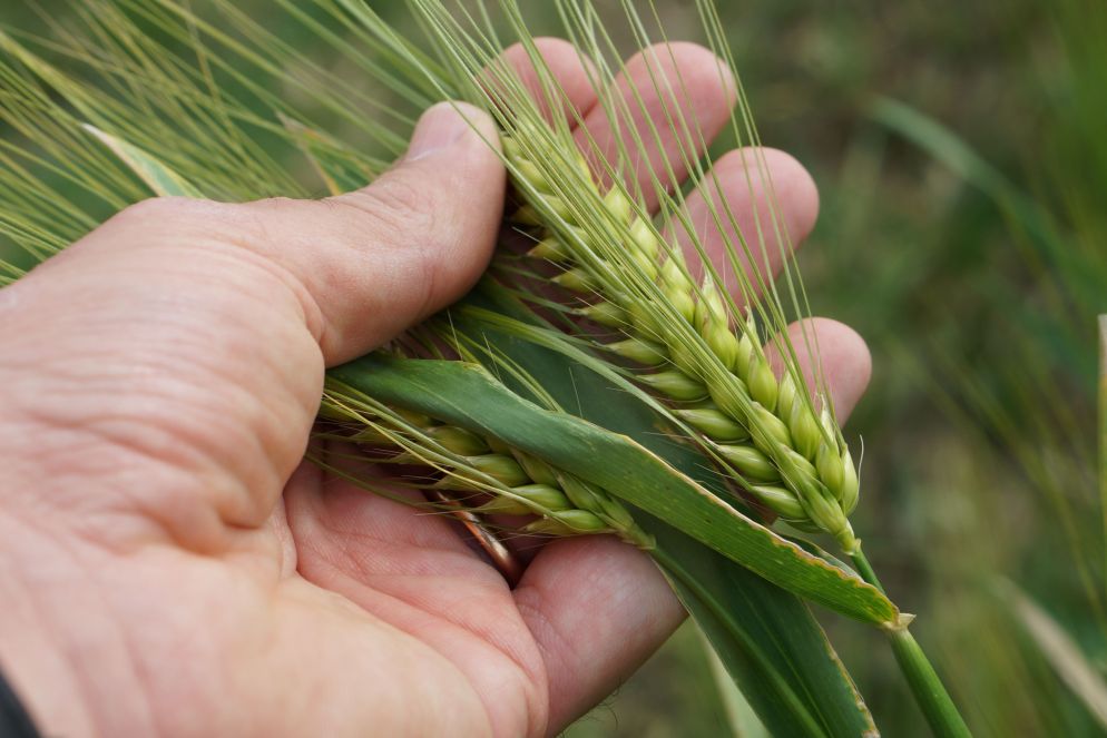 Una spiga di grano - Coldiretti
