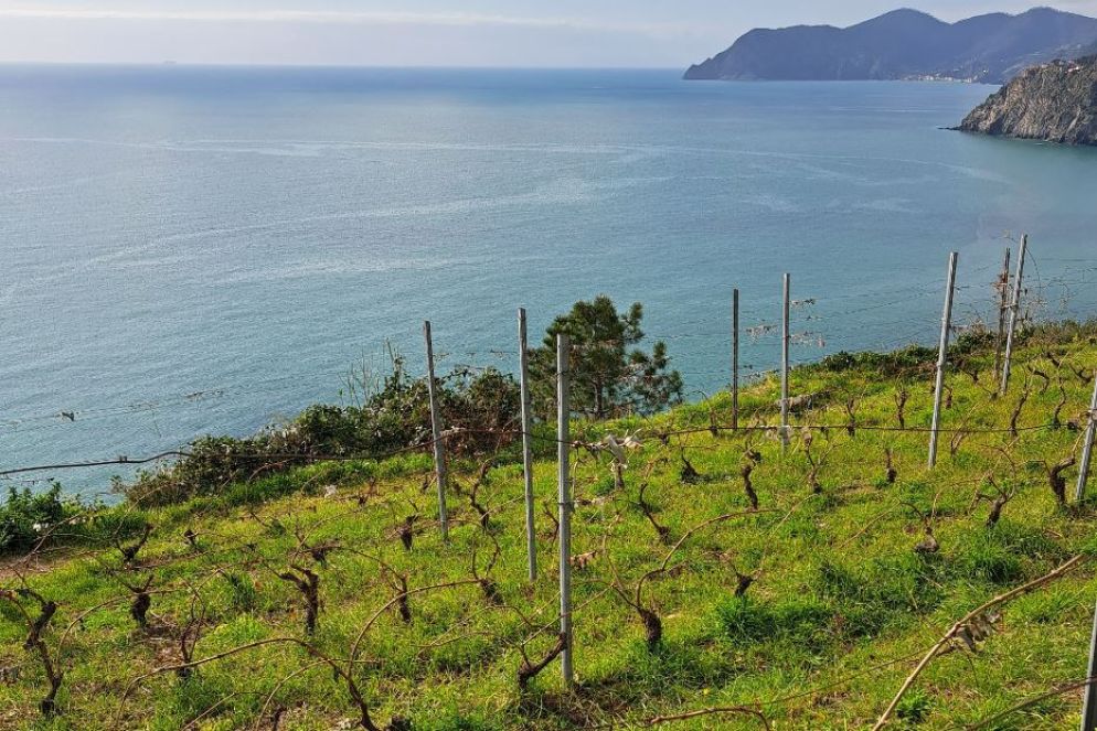 I vigneti sul mare lungo il sentiero Donega, fra Manarola e Volastra - Giuseppe Matarazzo