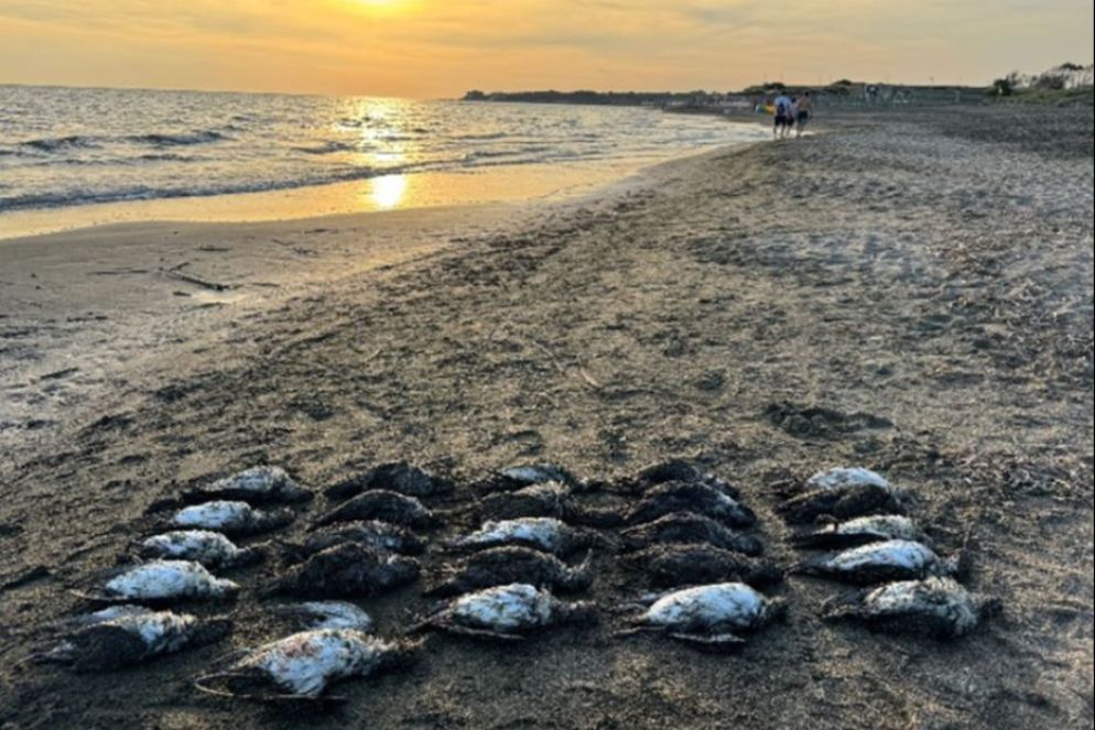 Alcune delle 95 carcasse rinvenute tra Marina di San Nicola e Passoscuro - foto Andrea Benvenuti