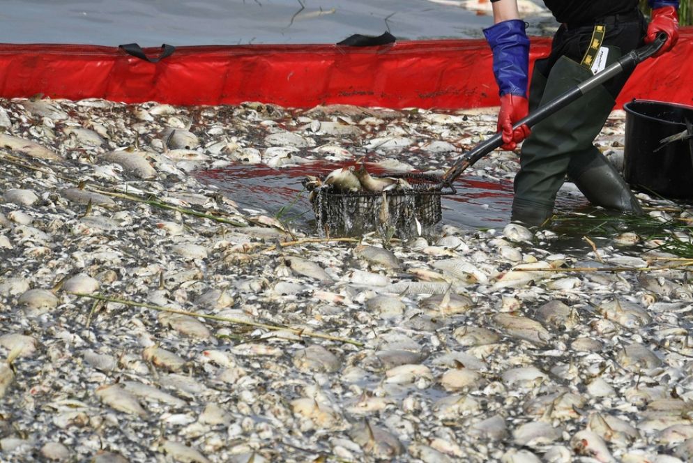 Impressionante la quantità di pesci morti nel fiume Oder. Ancora non sono chiare le responsabilità - Reuters