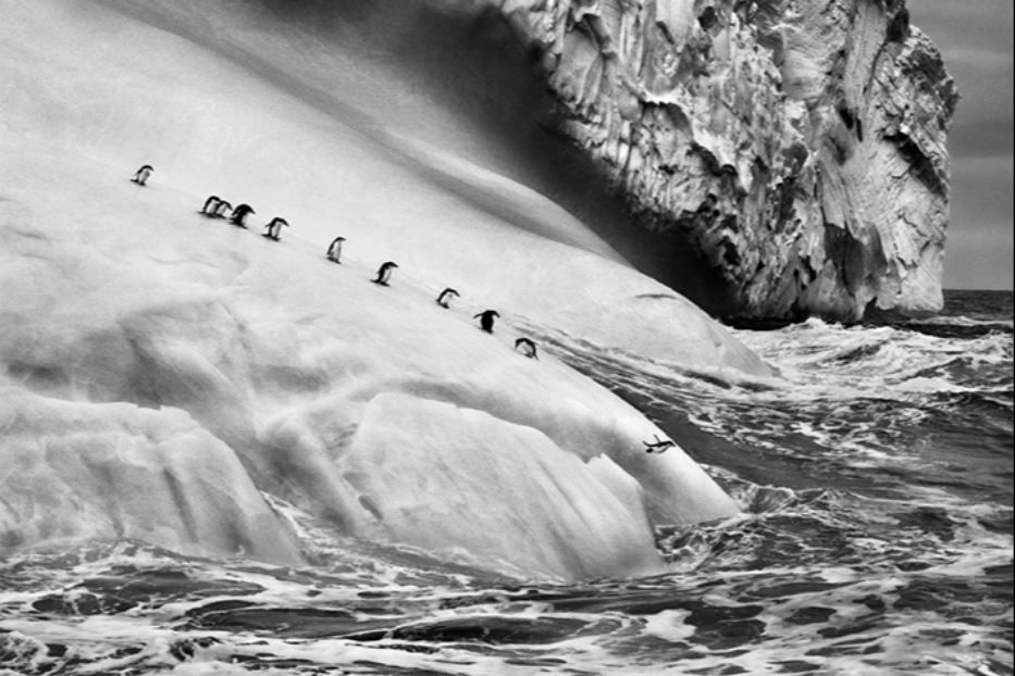 Gli iceberg sono pezzi di ghiacciaio che si staccano e vanno alla deriva nel mare. Isole Sandwich Australi, 2009 - © Sebastião Salgado/Contrasto