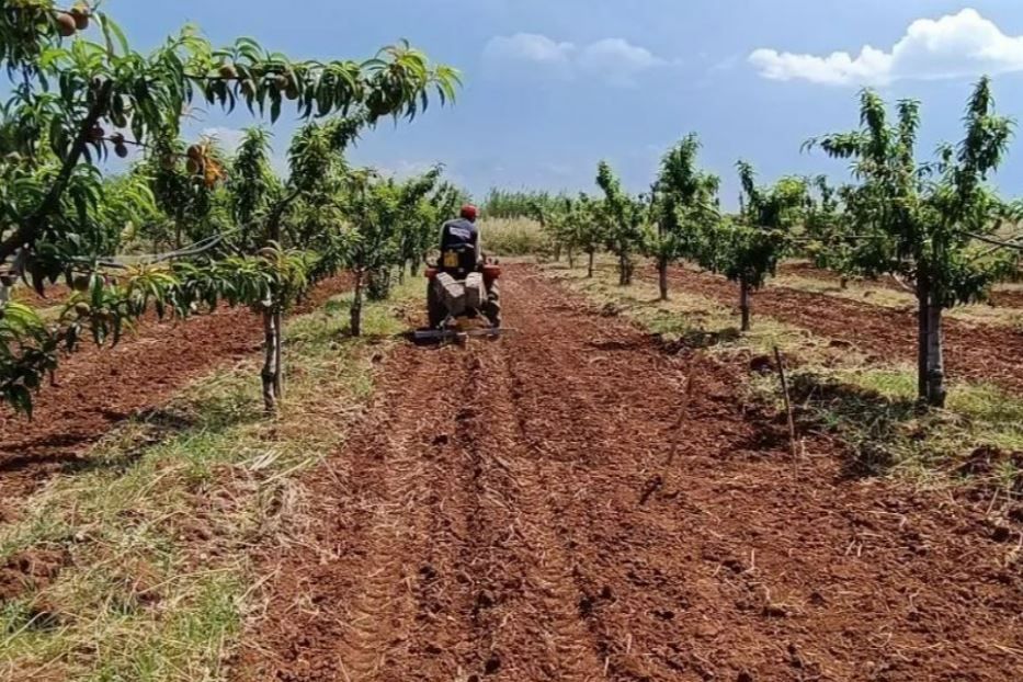 Il terreno dell’Apulia Regenerative Cotton Project, a Rutigliano - Crea