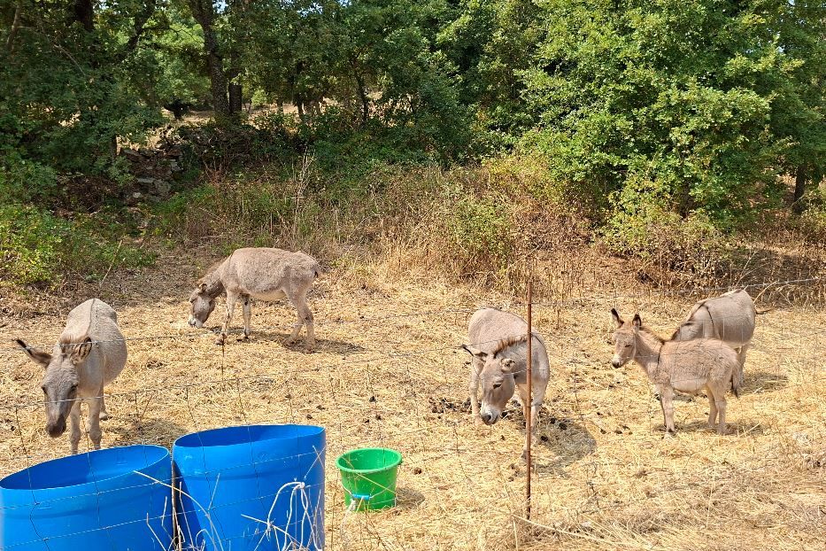 Asini nella campagna vicino a Fonni