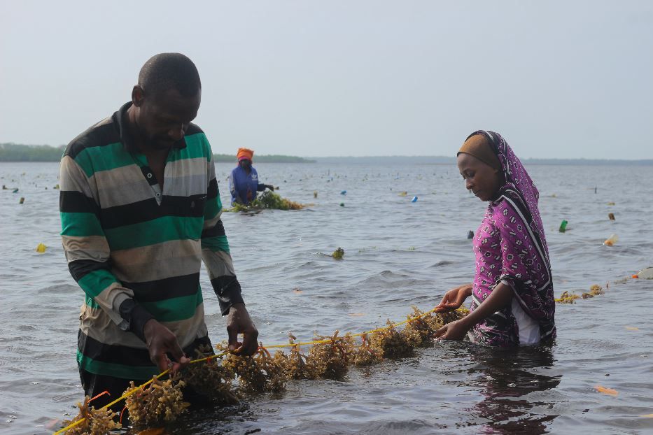 Seaweed farm - Gertrude Malizeni