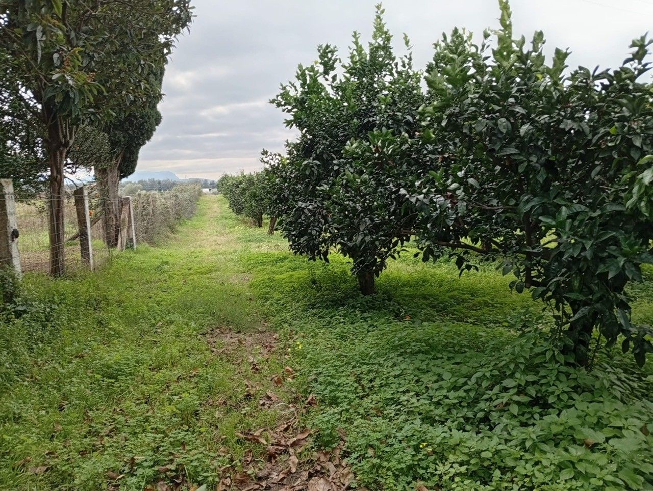 Gli alberi di arance Navel nella Piana di Gioia Tauro