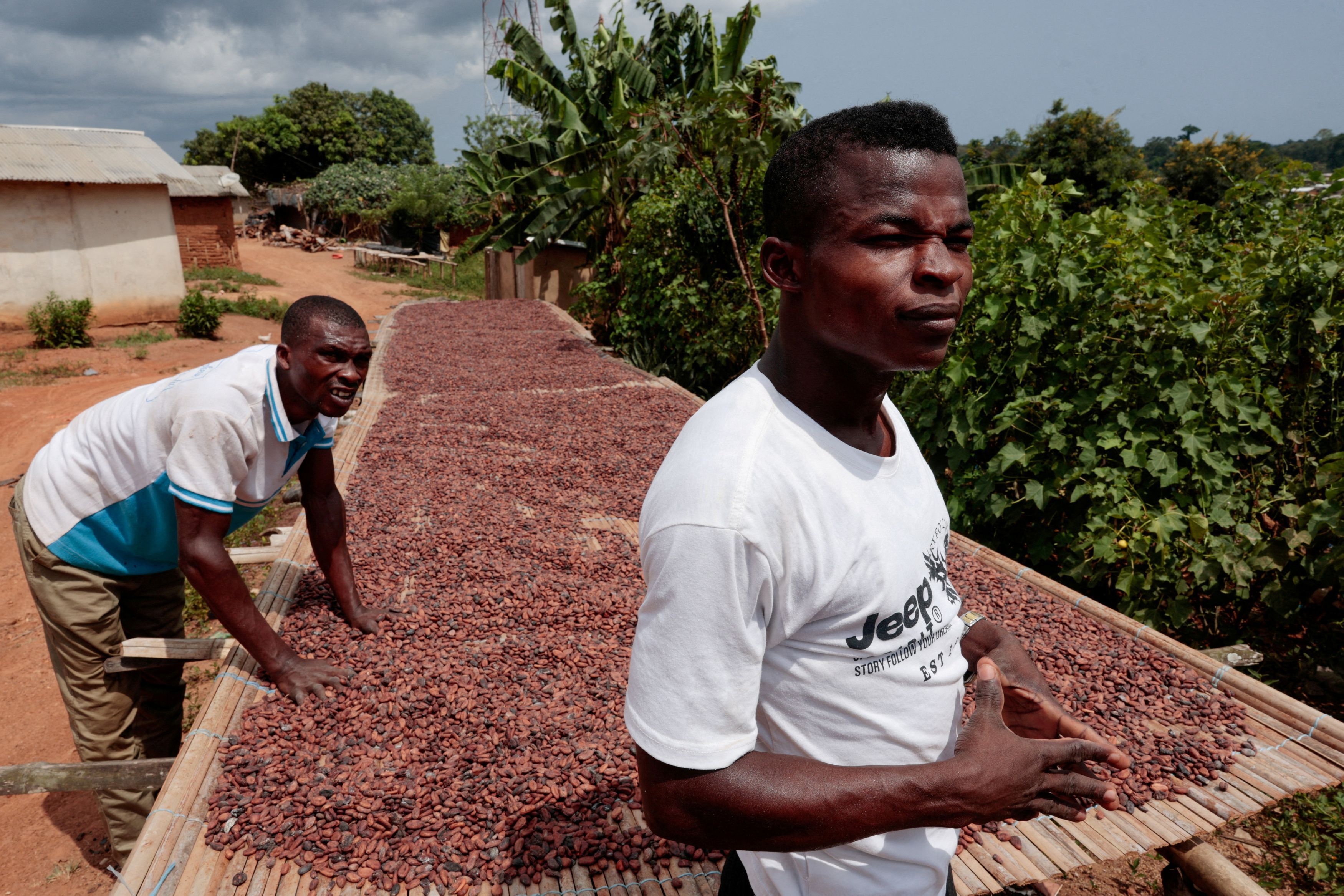 Produzione di cacao in Costa d'Avorio/Reuters