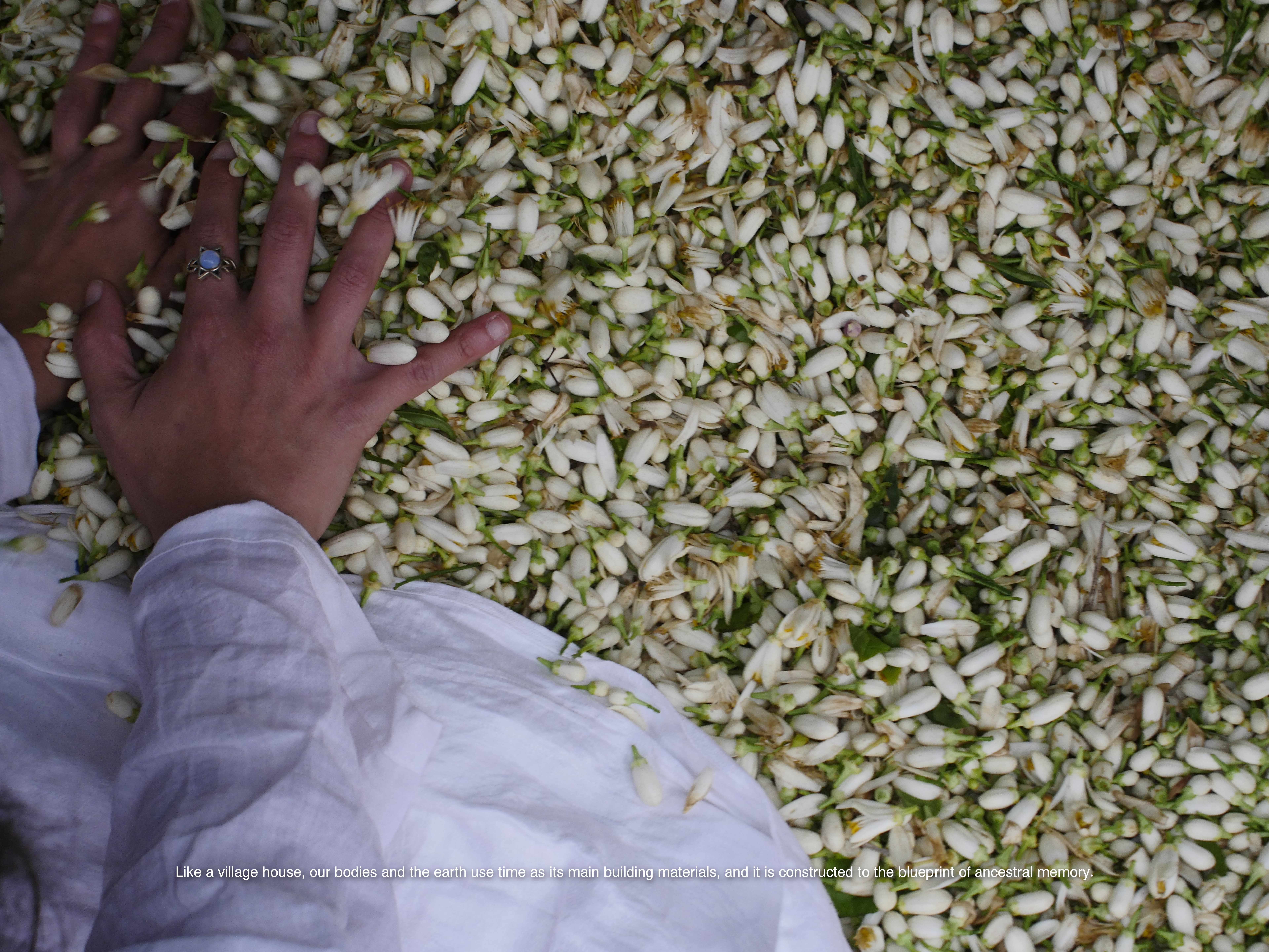 La raccolta dei boccioli di arancio deve avvenire in queste settimane altrimenti marciscono