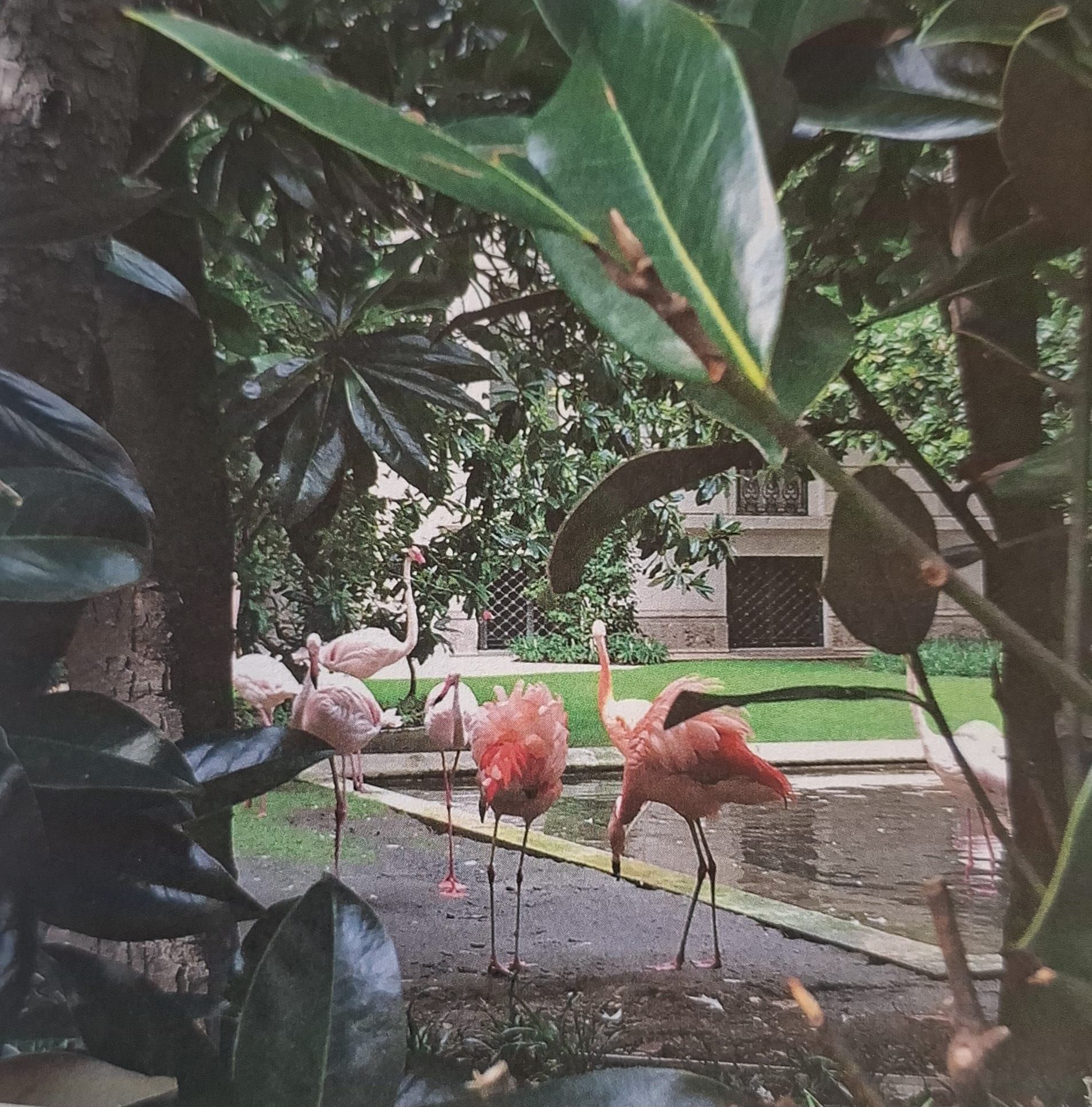 “Bella Milano” (Hoepli), ifenicotteri rosa di Palazzo Invernizzi / Emanuela Roncari