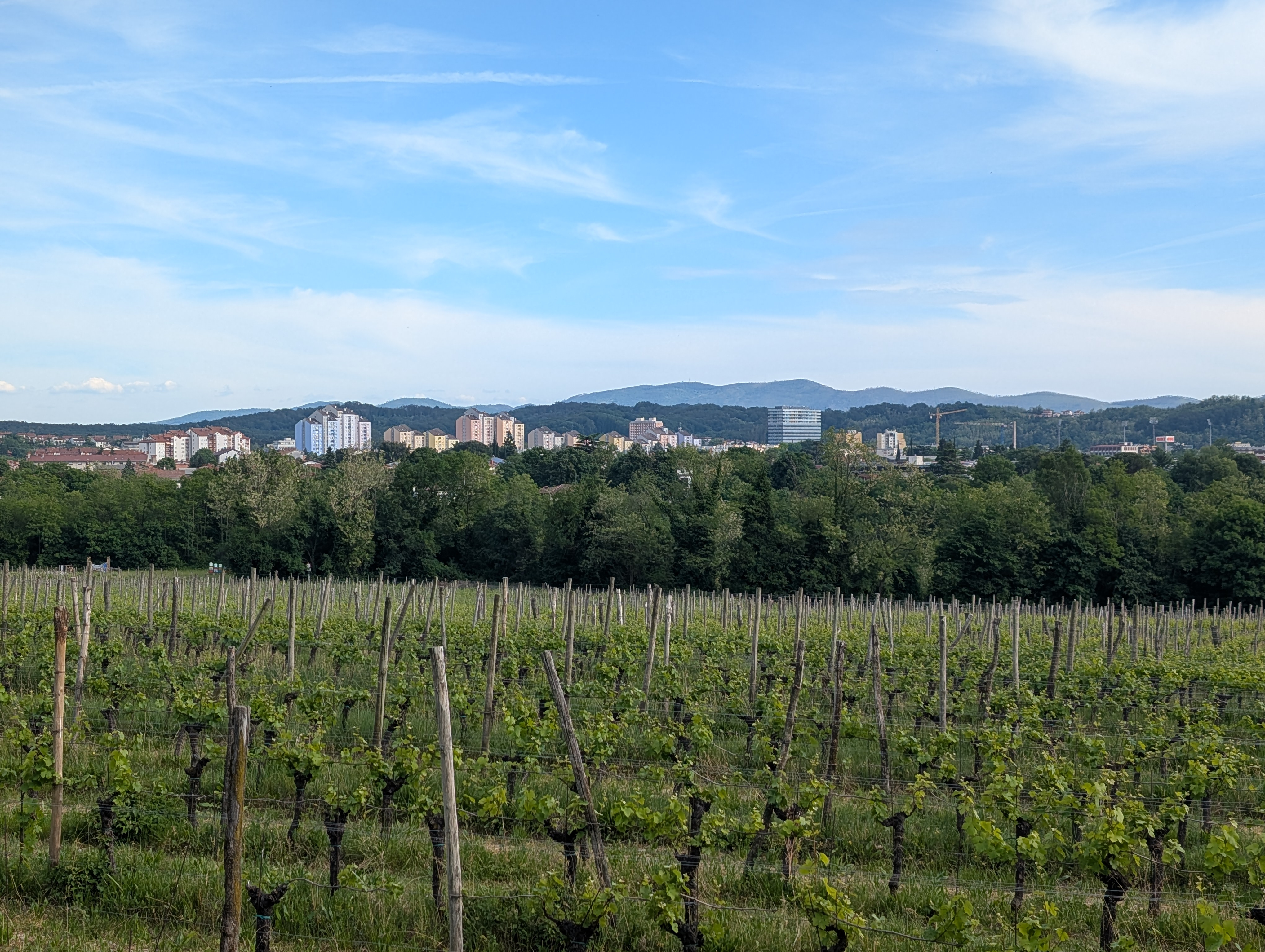 Tra i vigneti e in lontananza si intravedono i condomini colorati di Nova Gorica @Ilaria Solaini