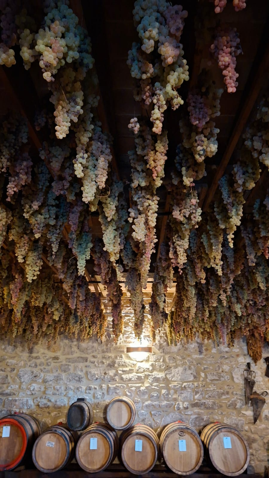 La macerazione delle uve per il Vin Santo affumicato nell’azienda agricola La Miniera di Galparino / G.Matarazzo