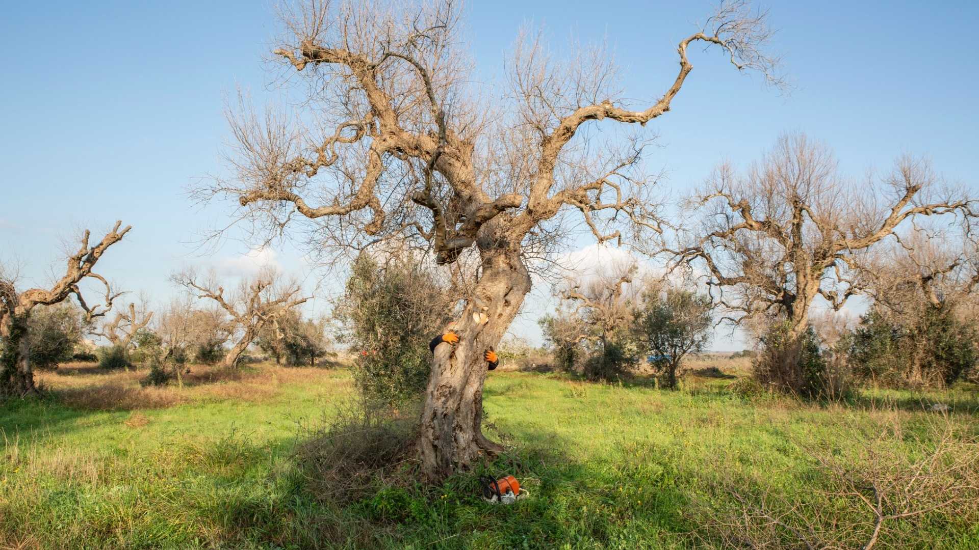 Gli ulivi della Xylella diventano cover biobased: la nuova sfida di Vaia è riforestare il Salento