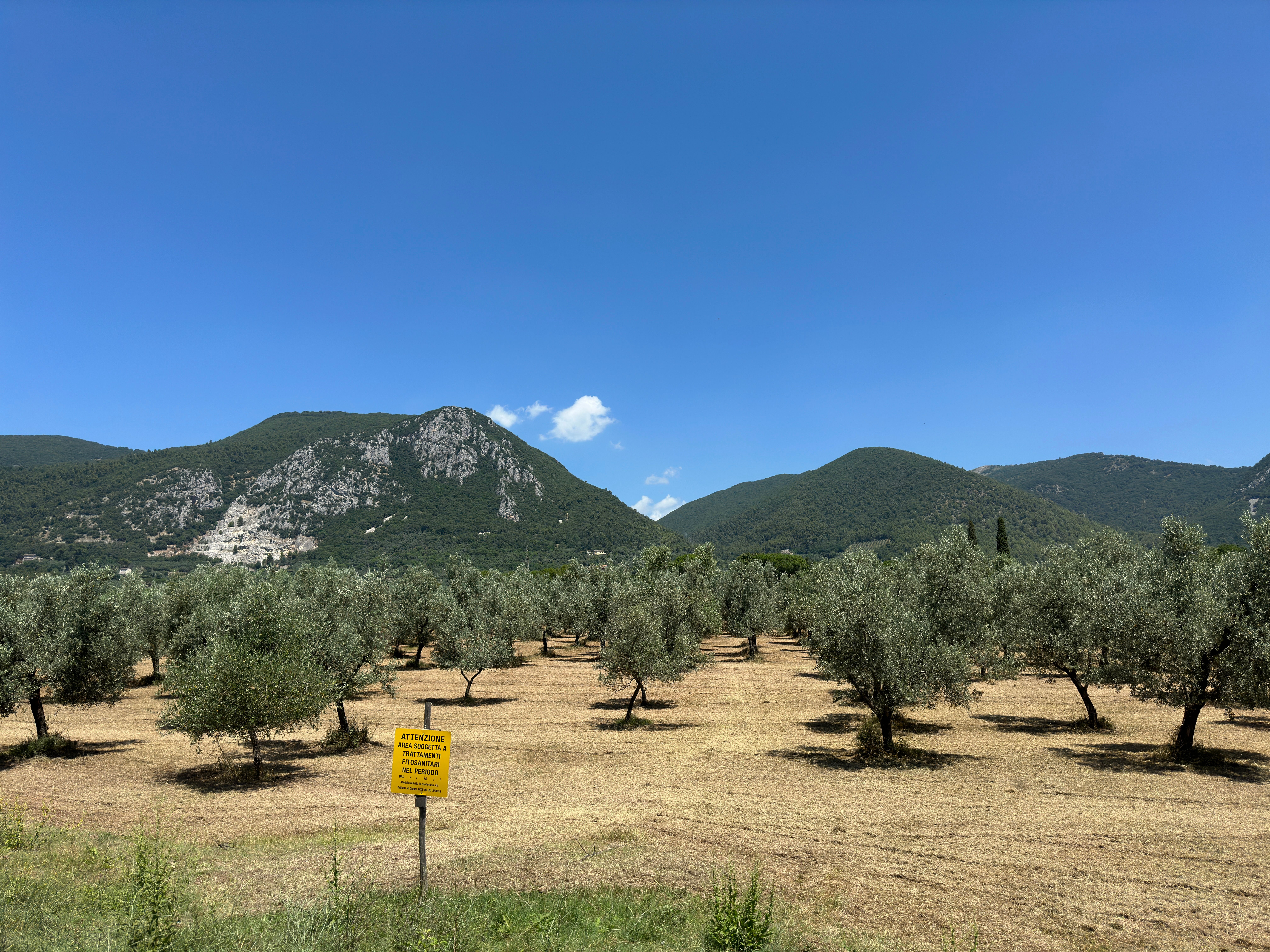 Un uliveto nella zona di Terni